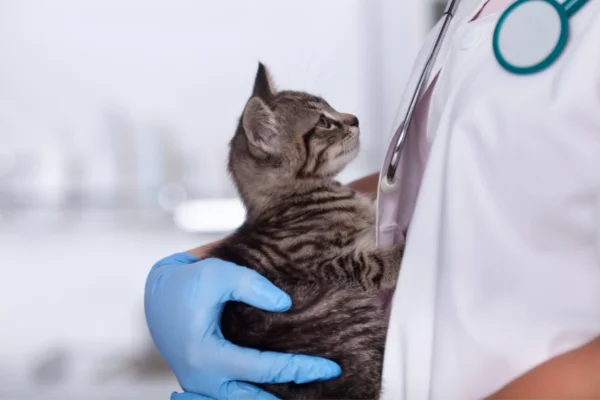 Che cos'è la dermatologia veterinaria